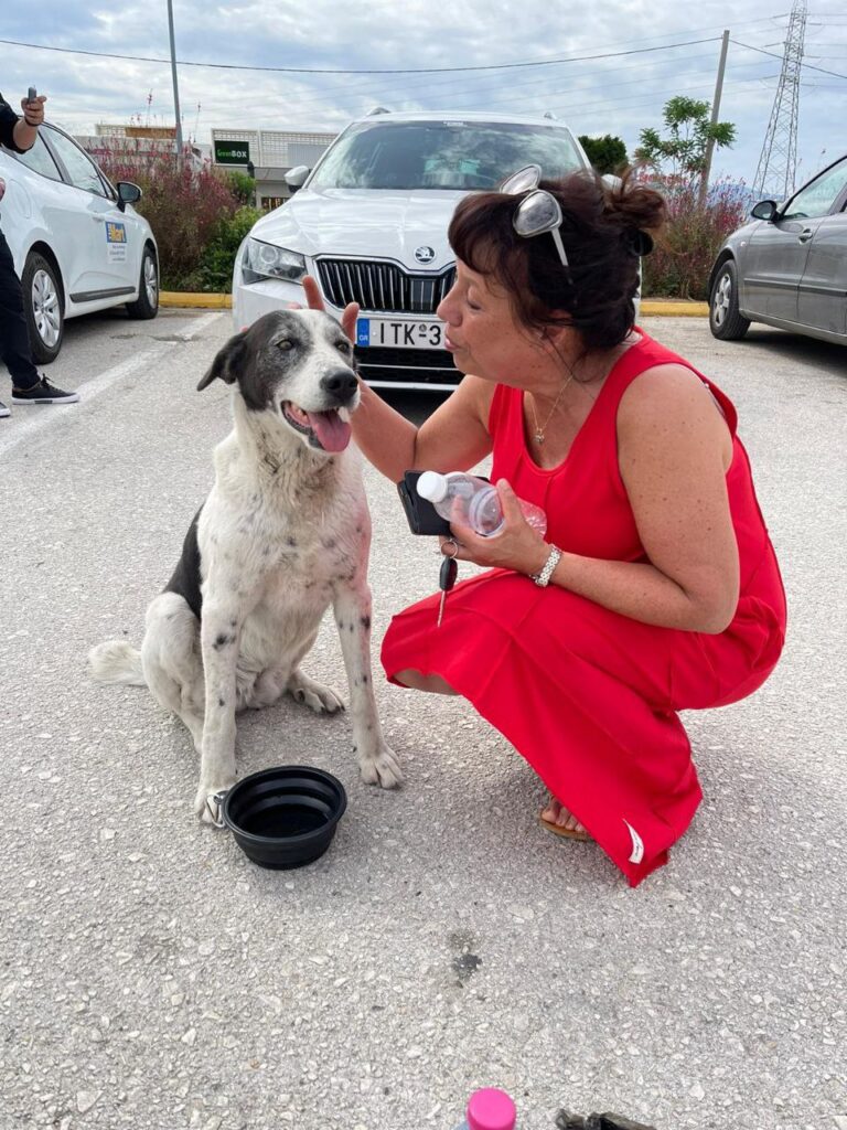 In Corinth haben wir zwei Straßenhunde auf der Straße gefunden und versorgt. Sie werden von Touristen gefüttert. Der Restaurantleiter verspricht, sich um die beiden zu kümmern. Wir haben sie mit Zeckentabletten versorgt. Der schwarz-gefleckte ist ein Mädchen.
