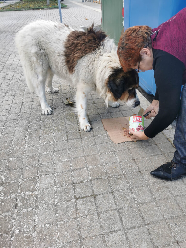 Diesen Straßenhund trafen wir am Bahnhof, als die Spendentransporter aus Deutschland ankamen.